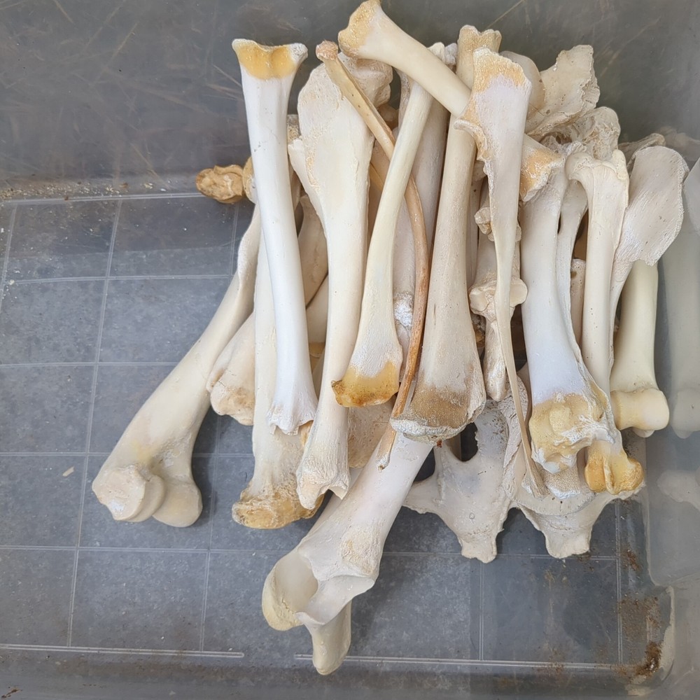Bone Lot Farm NoBleach NoBoil NEED DEGREASE 30pc NaturallyDeceased MIX long bone