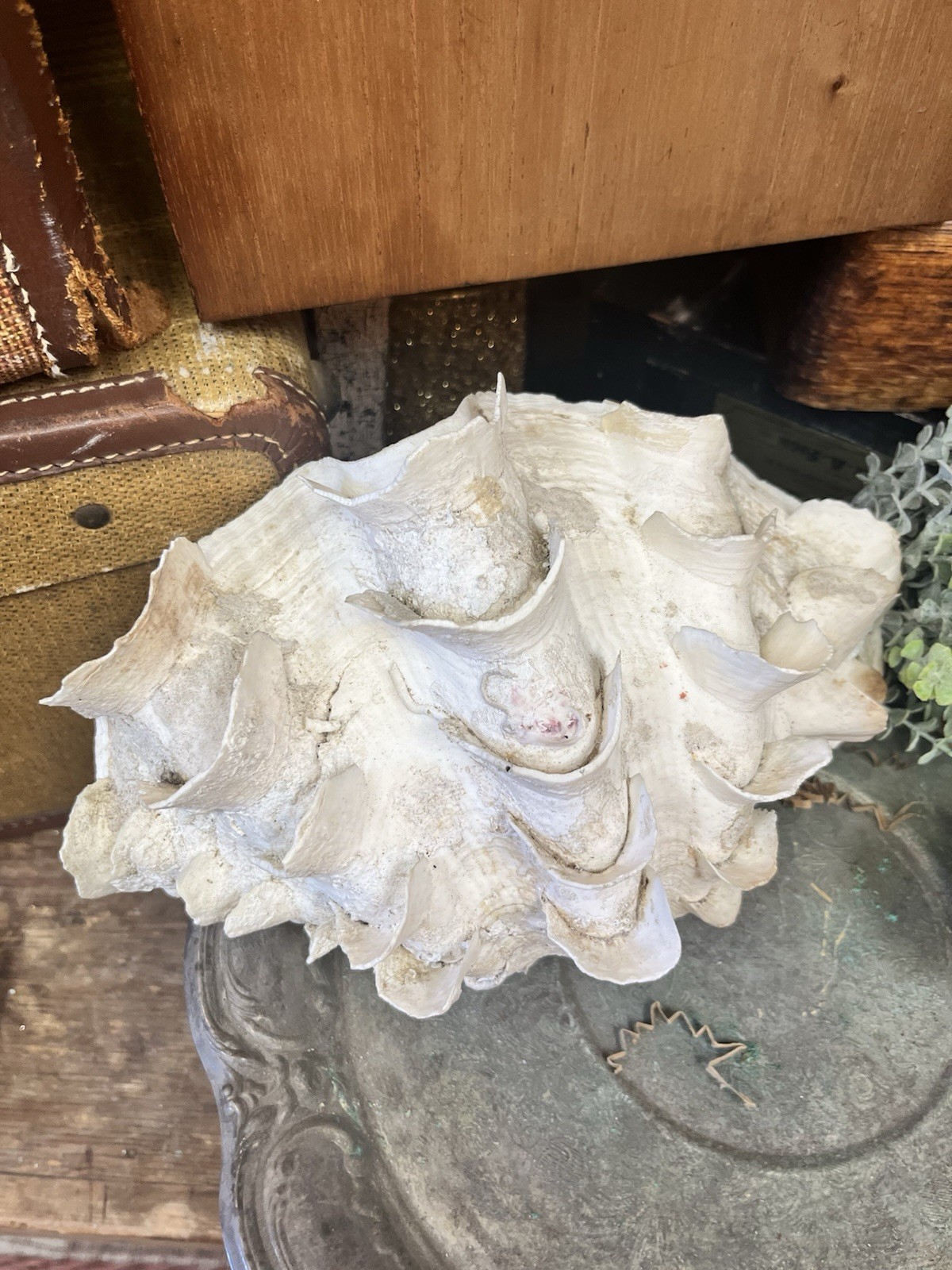 NATURAL REAL GIANT 10” CLAM SHELL SEA SHELL OCEAN SEA Tridacna Gigas