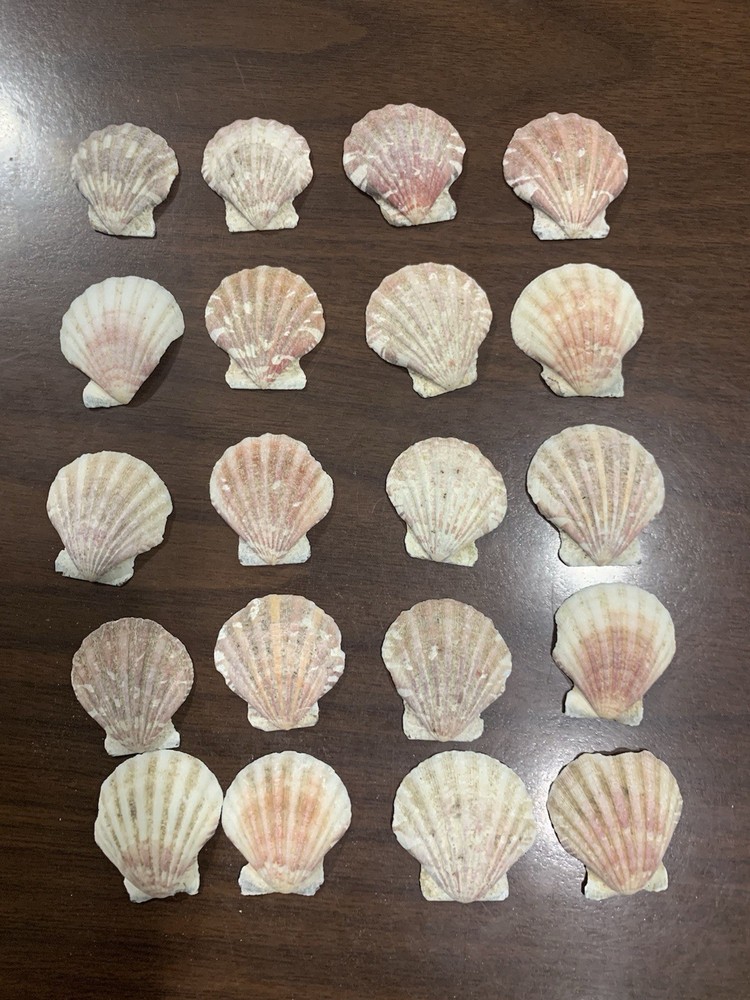 20 Small  Various colored Scallop Sea Shells most 1.5”