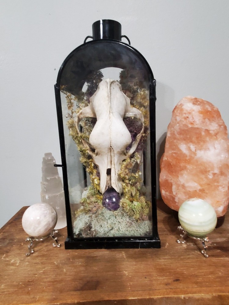 K9 skull English mount