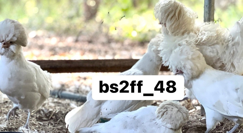 12 Self White Polish Bantam Hatching Eggs (Read Description!!!)