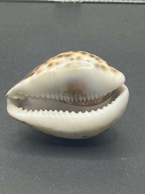 Vintage Hand Carved Cowrie Shell goldfish