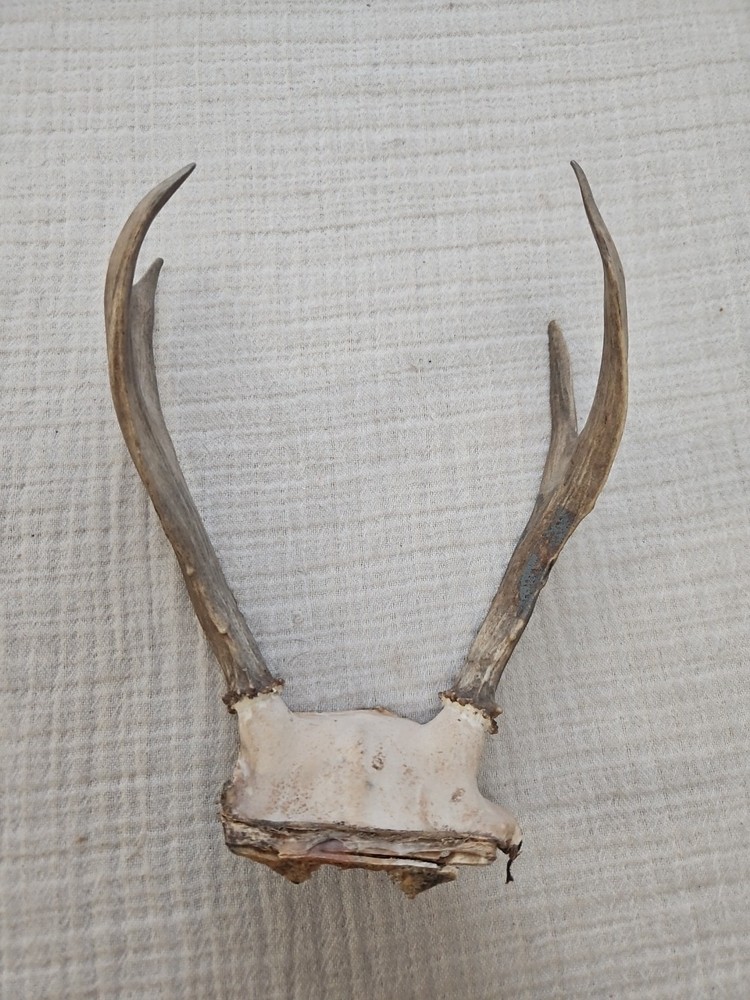 WHITE TAIL DEER ANTLERS