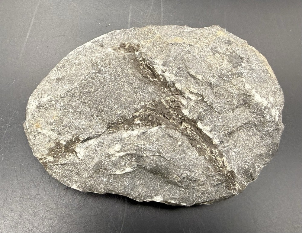 Large Trilobite Fossil from Morroco