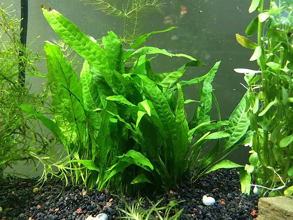 Java Fern Microsorum Pteropus Driftwood Live Aquarium Plants