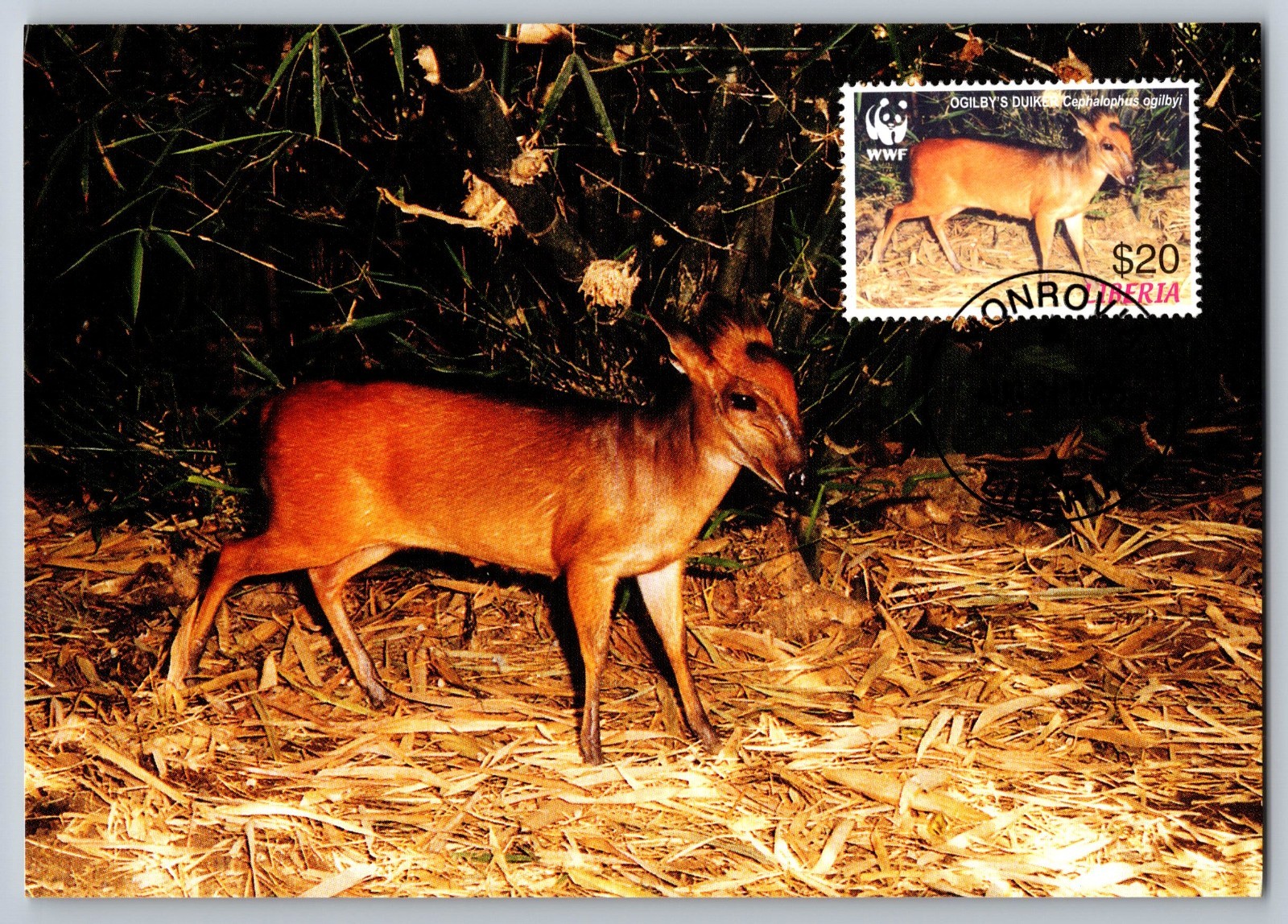 Liberia 2005 Jentink's Duiker & Ogilby's Duiker Set of Four FDC Maxi Cards