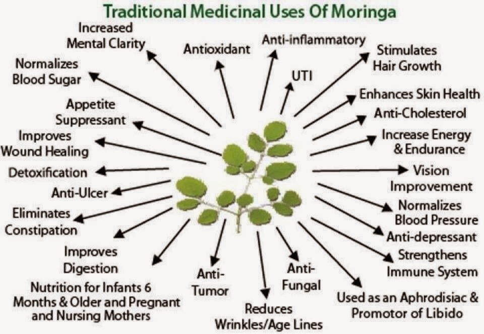 Moringa Seeds for Planting | Non-GMO Wingless from India Very Fresh | Bulk