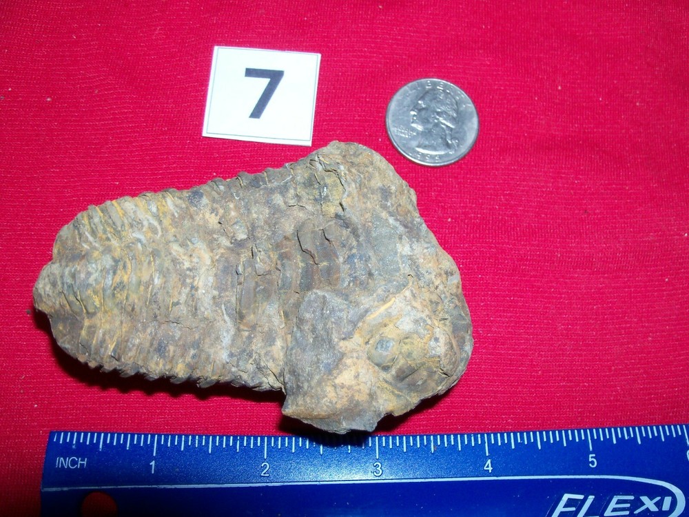 Giant Fossil  Trilobite