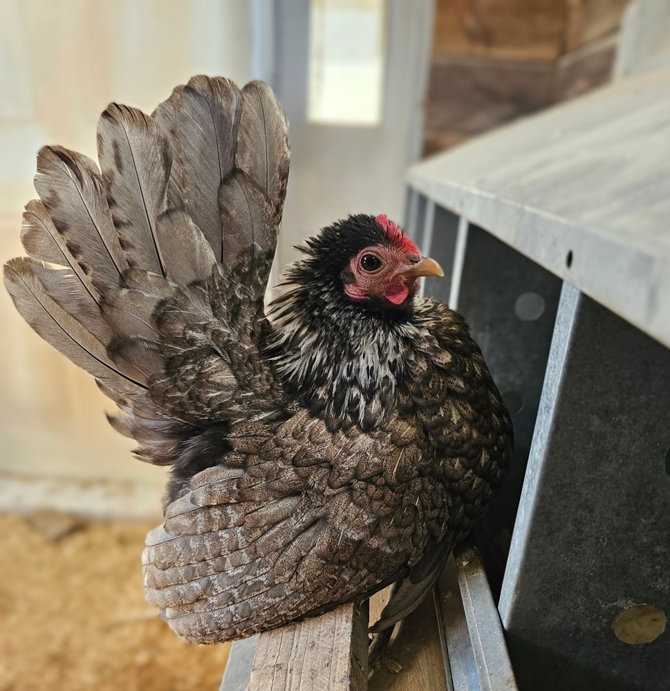 Kikiriki/Serama Mixed Hatching Eggs 12++