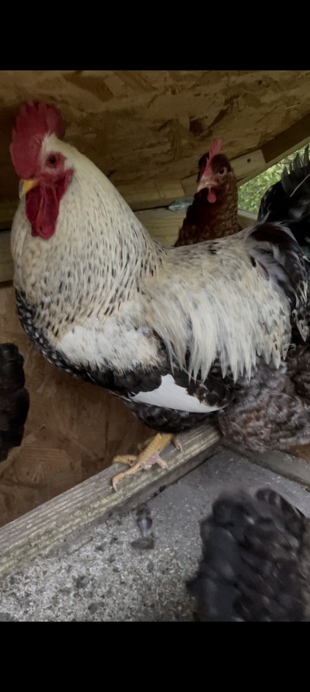 hatching eggs silver Bielefelder one dozen