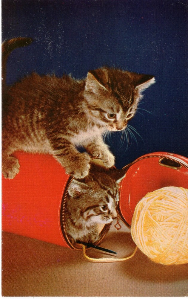 KITTENS & THE YARN - PC5461