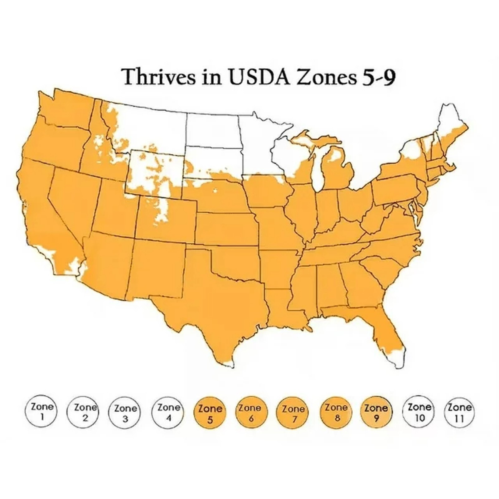 50pc Big Flower Faced Cat Orchid Seeds Are Full Of Fragrant Potted Garden Plants