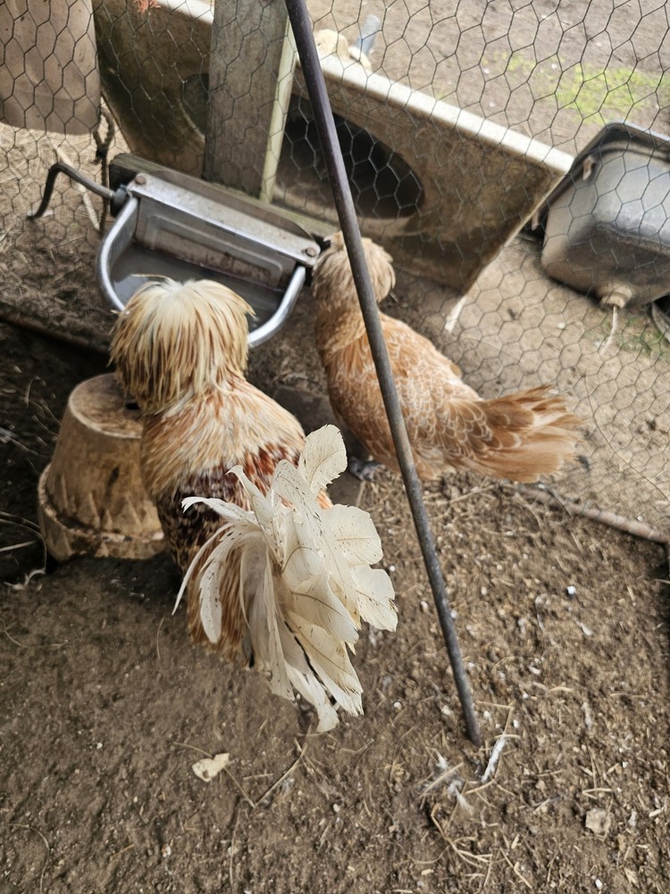 🐣 10 Polish Chicken Hatching Eggs 🐣