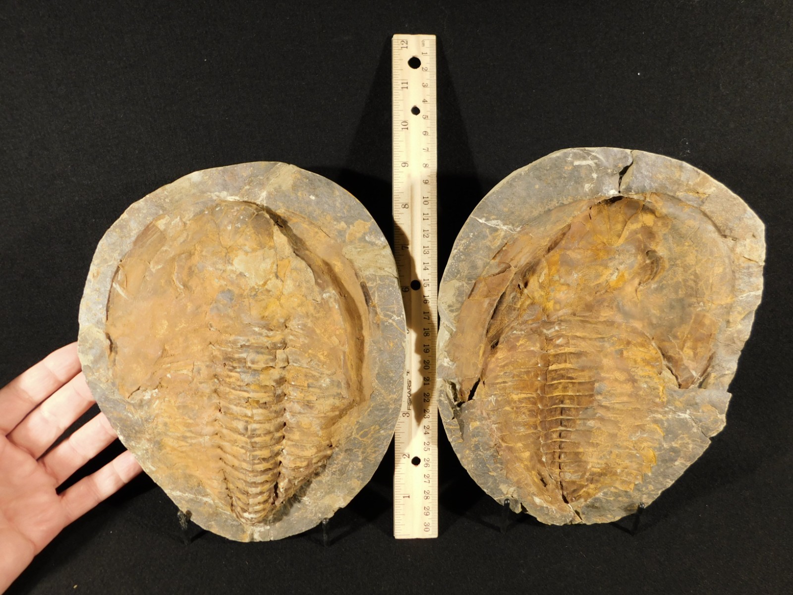 HUGE! 530 Million Year OLD! Andalusiana Trilobite Fossil Anif Morocco 3933gr