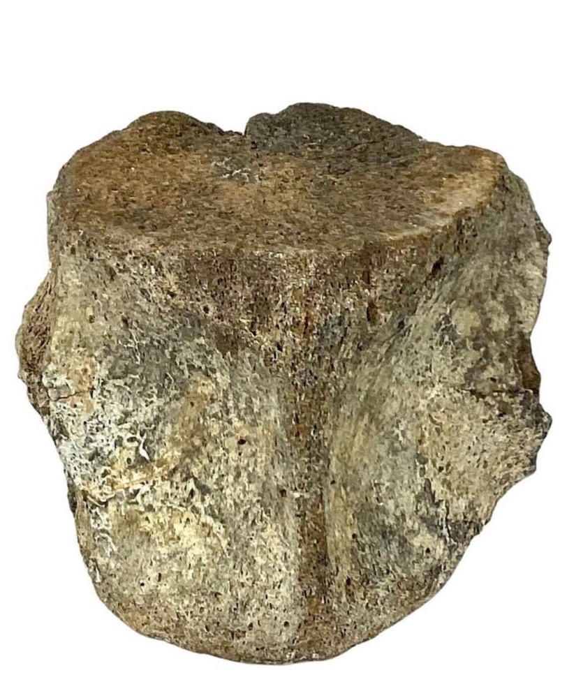 Antique Fossilized Whale Vertebrae #7