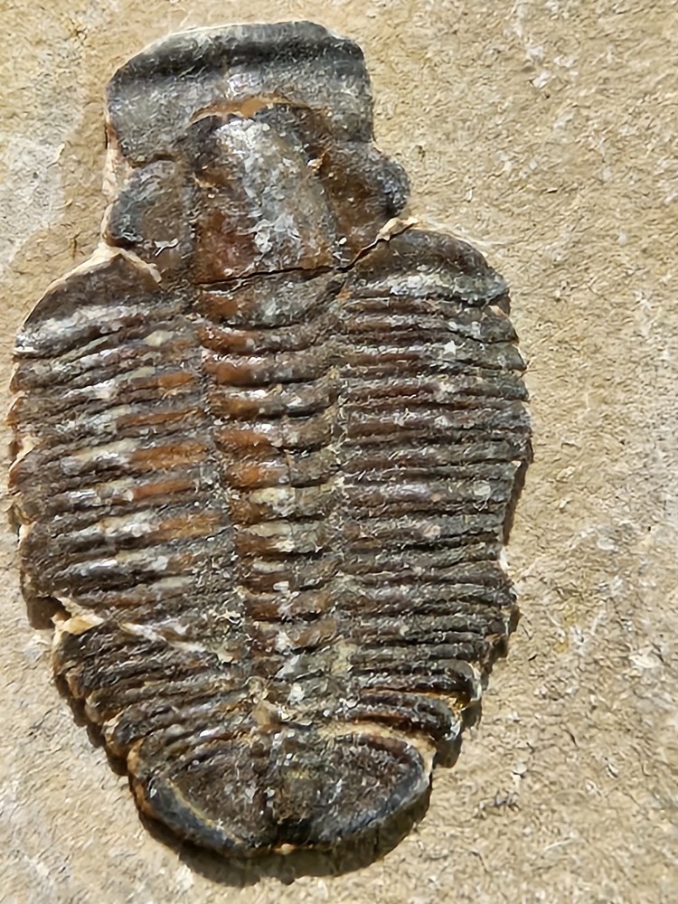 TRILOBITE FOSSIL. VERY NICE