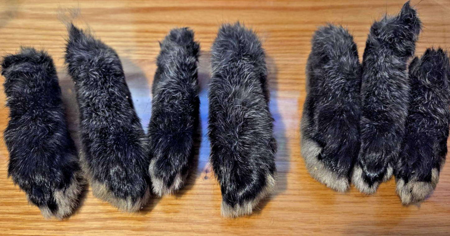 Lucky Silver Fox Rabbit's REAL Foot Authentic Pure Bred For Crafting One Piece