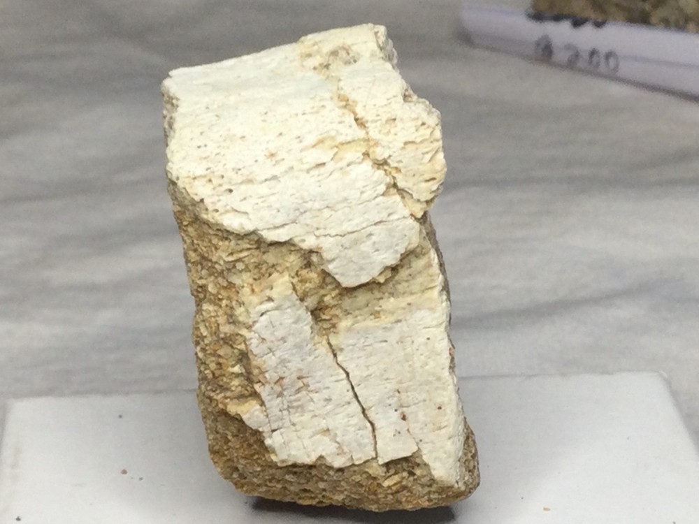 Sauropod dinosaur partial vertebrae/ centrum fossil