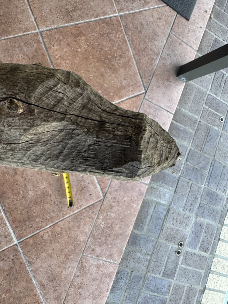Beaver Stick Chewed Visible Teeth Marks