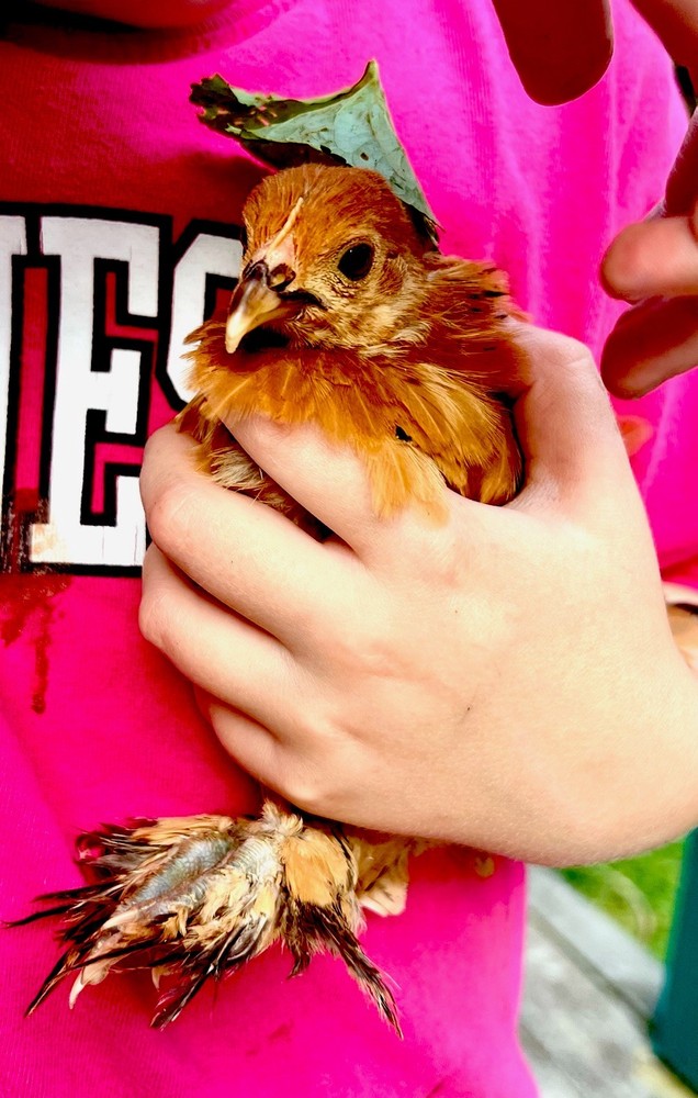 🐦‍🔥 Mille Fleur D'Uccle Bantam E G G S for HATCHING 🐦‍🔥