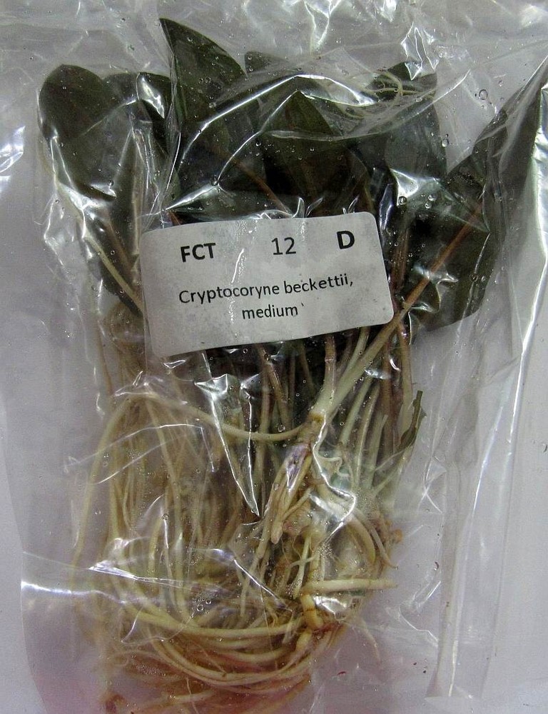 12 medium crypt beckettii plants
