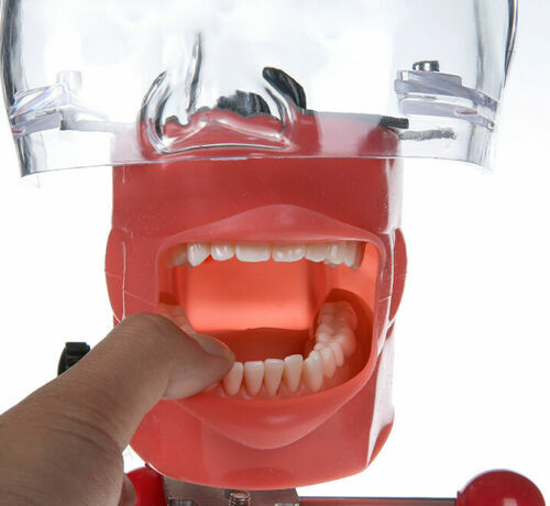 Dental Simulator Phantom Head Model for Dental Education Training Practice