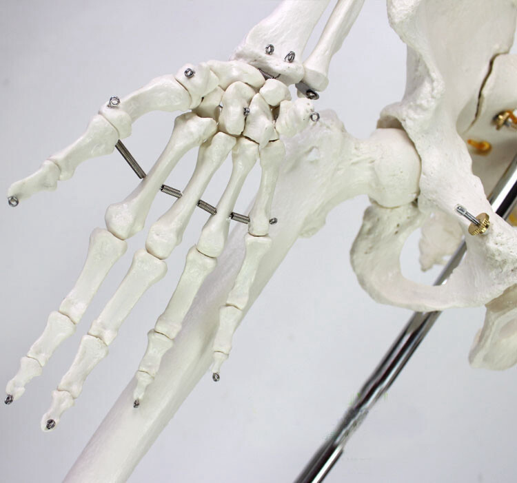 Education Model Anatomical Human Skeleton Nurse Training Display Teach Lab Study