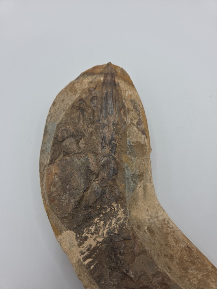 Fossils NICE BRAZILIAN FISH - DETAILED – VINCTIFER