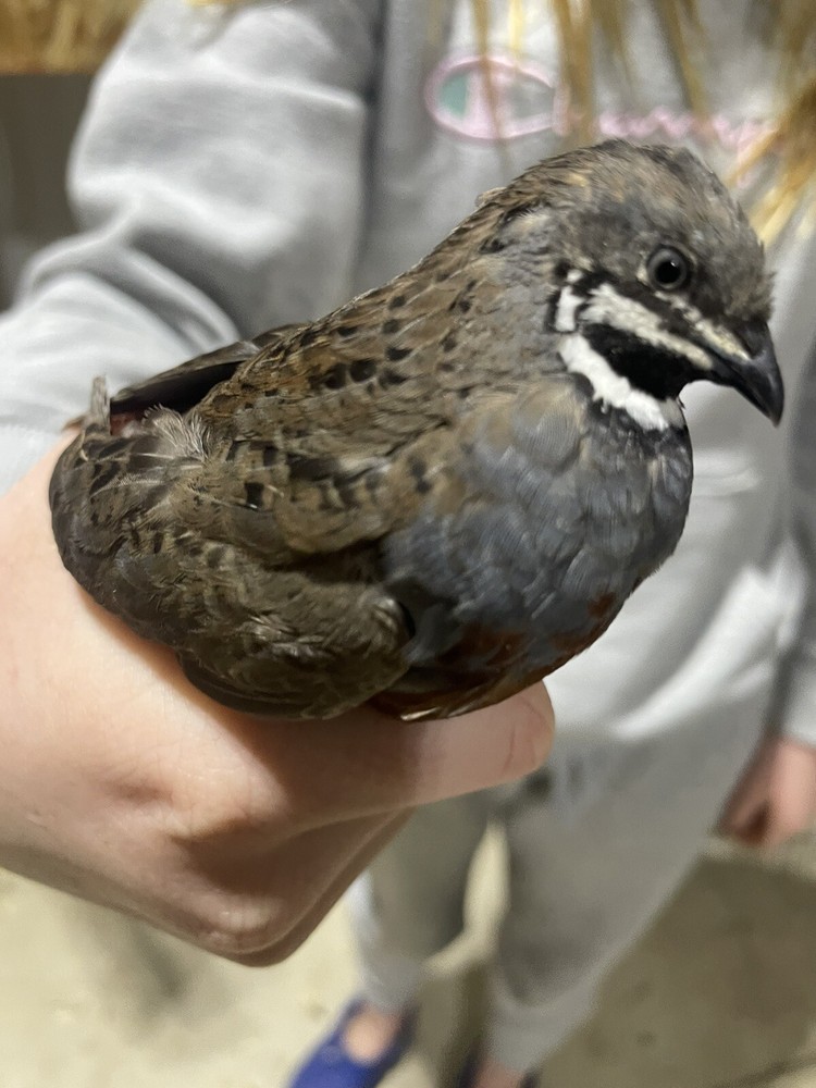 24 Fertile Button Quail Hatching Eggs