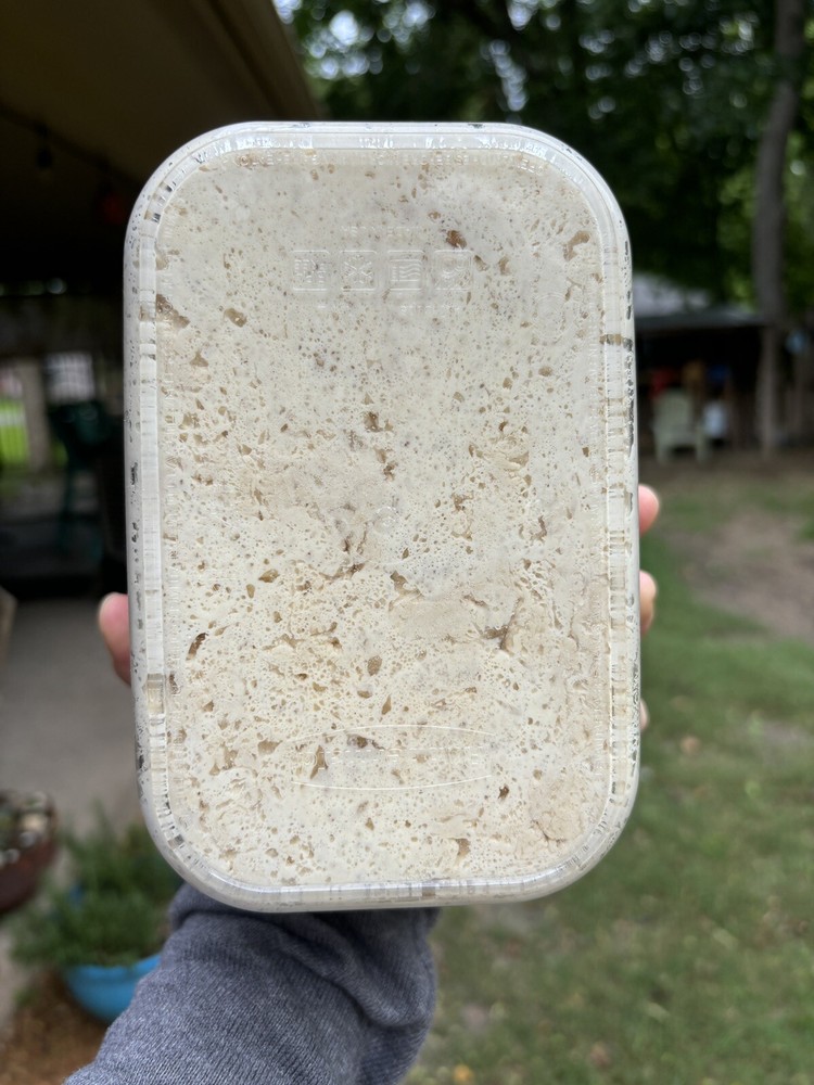 sourdough starter