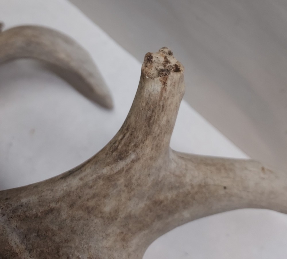 Shed Non Typical Whitetail Deer Single Antler