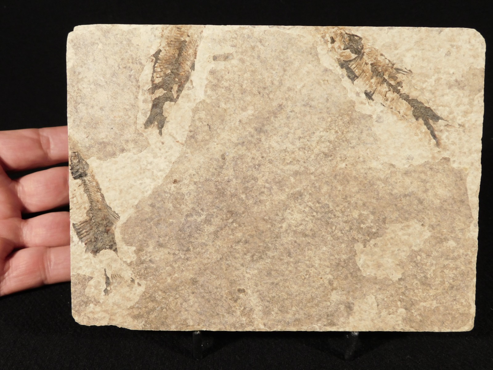 THREE! 50 Million Year Old Knightia FISH Fossils From Fossil LAKE Wyoming 355gr