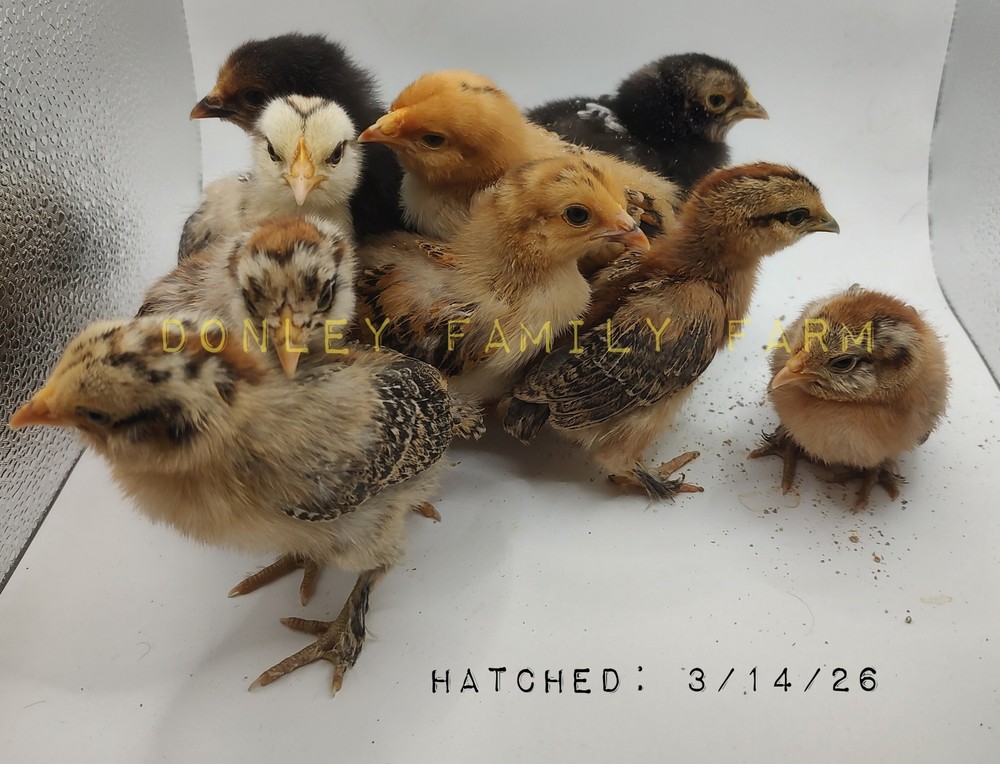 12 Bantam Assorted D'uccle & Easter Egger "Fun Pen" Hatching Eggs