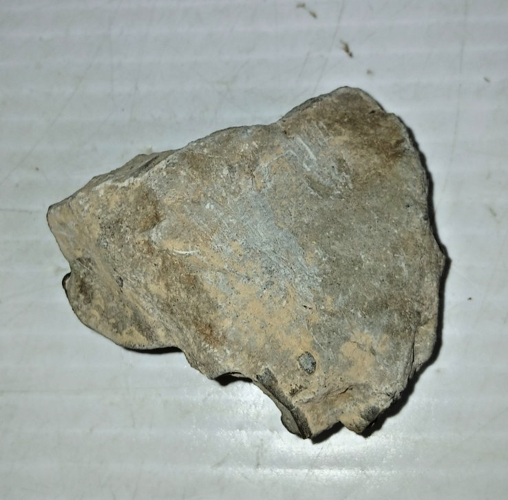 Trilobite Fossil