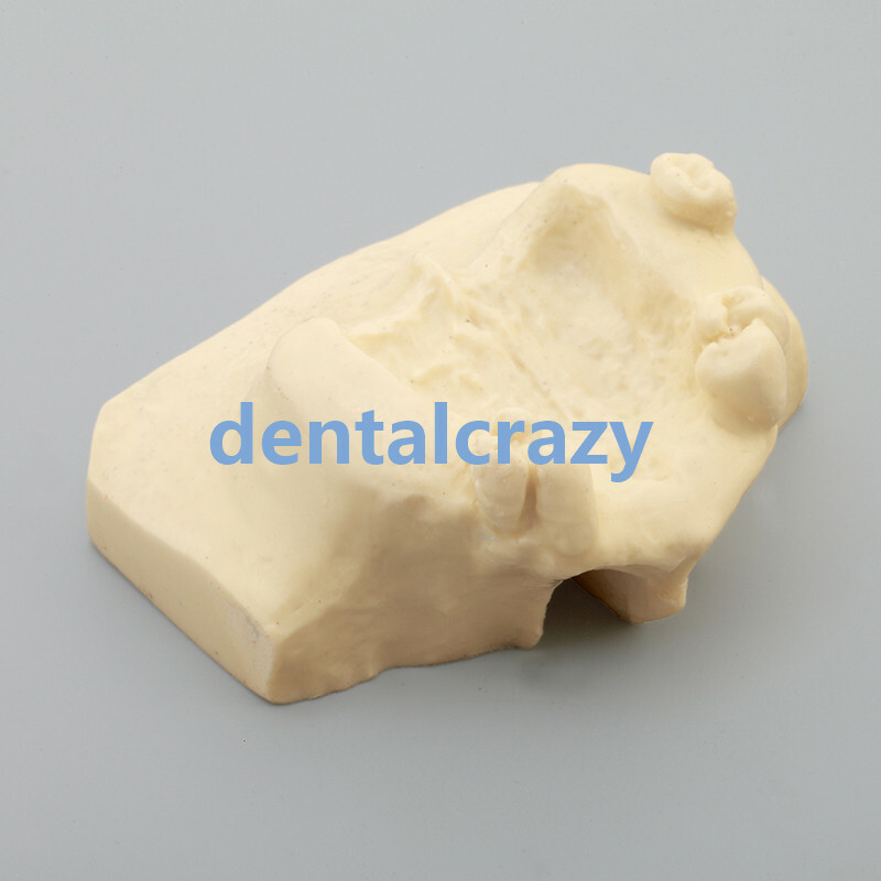 Dental Sinus Lift Practice Teeth Model Typodont Study Model 2013F