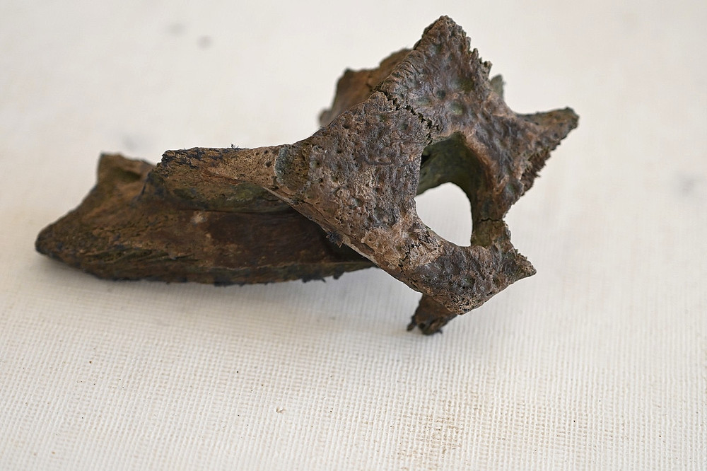 Partial Fossil Alligator Skull from Florida