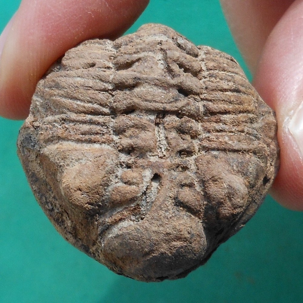 Trilobite, Eldredgeia eocryphaeus: Bolivia devonian trilobite fossil
