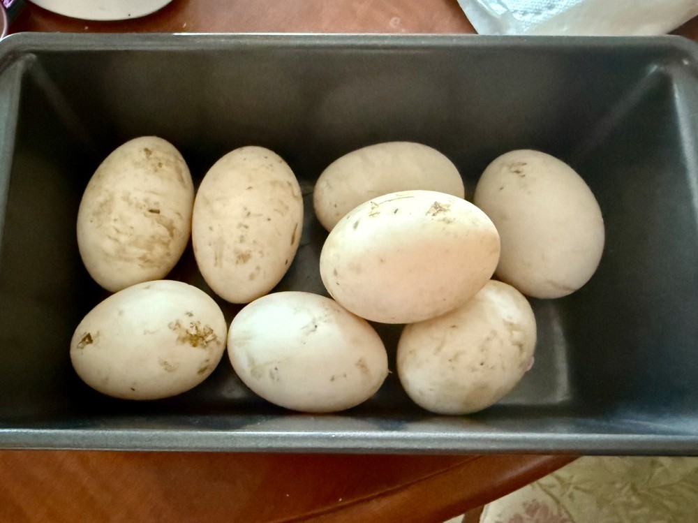 12+ Indian Runner duck hatching eggs. Pencilled, gray, blue, chocolate, black
