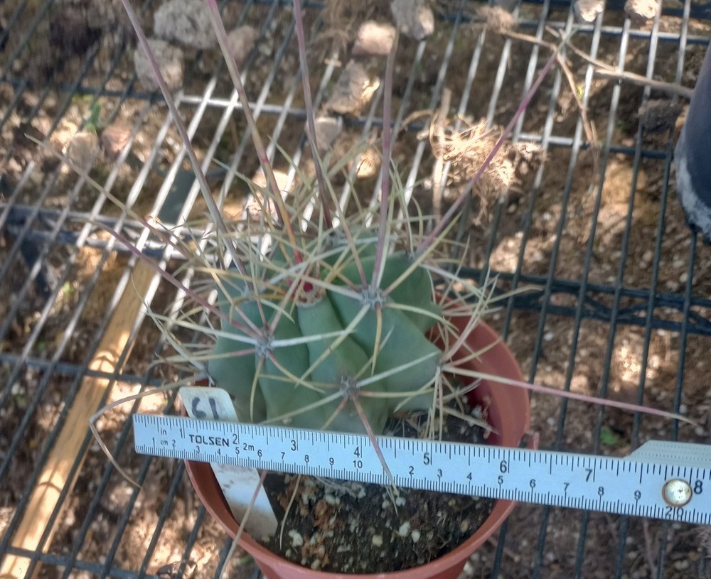 Ferocactus rectispinus Very Long Spine Barrel Cactus 61
