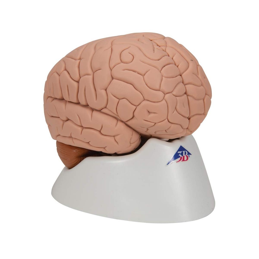 C15 Introductory Brain 2-part - 3B Smart Anatomy