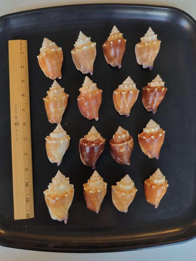 16 Florida Fighting Conch shells