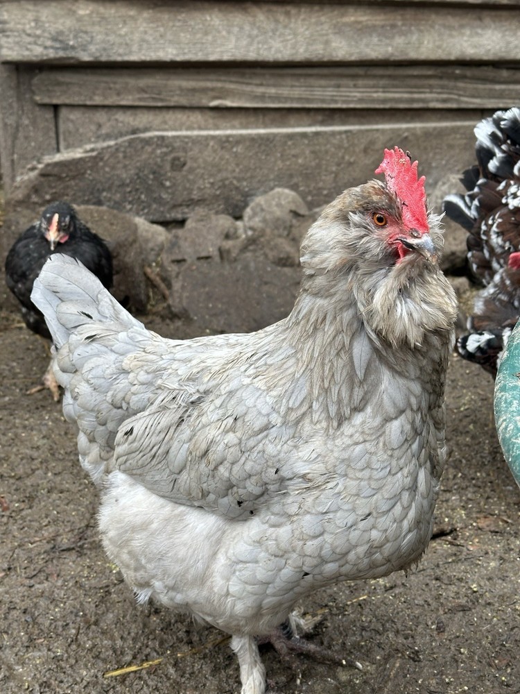 Rustic Galaxy Speckled & Bloomed Barnyard Mix Farm Eggs (12+)