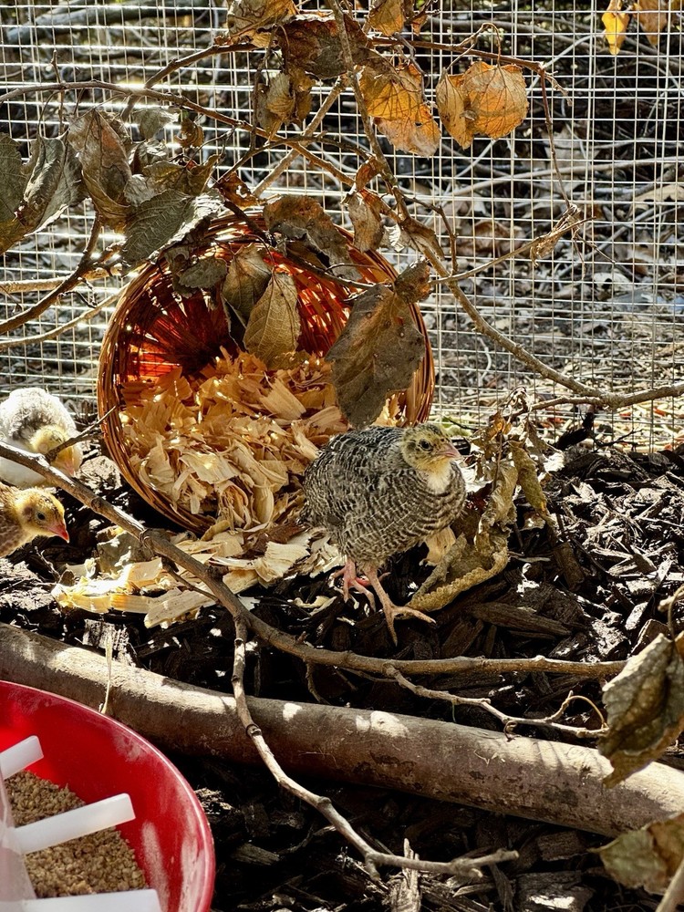 12+ Quail Hatching Eggs Coturnix Celadon Pharaoh Tuxedo Rosetta