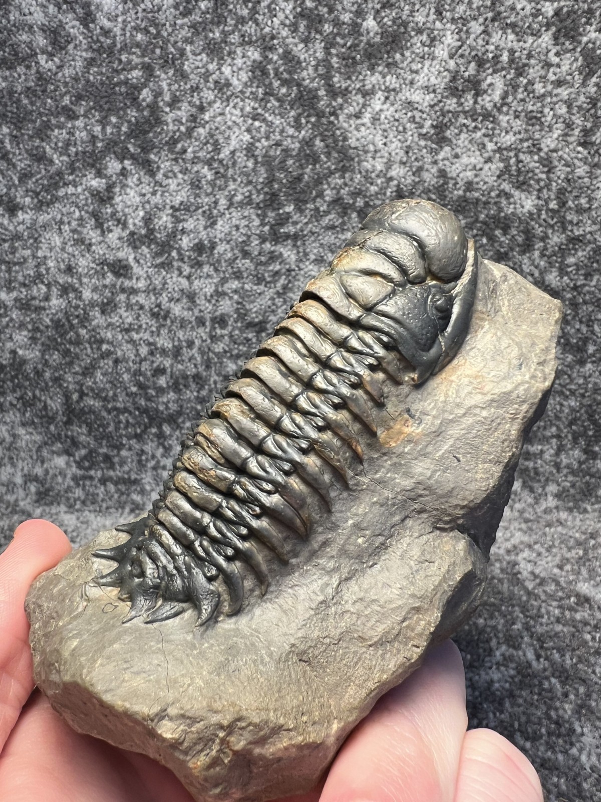 Crotalocephalina (Crotalocephalus) gibbus Trilobite Fossil – Nicely detailed