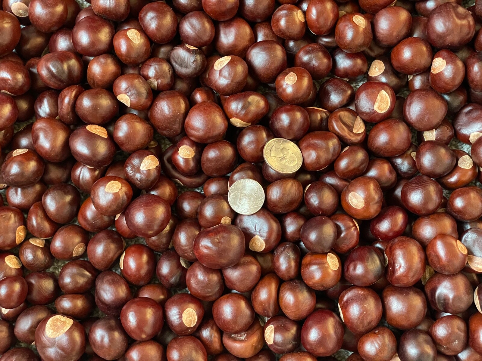 Buckeye Nuts 2025 All Sizes Nickel to Quarter and Larger from Central Ohio Dried