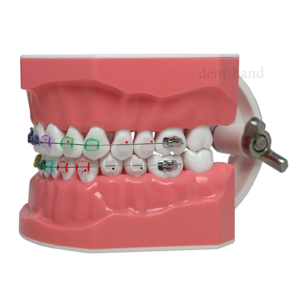 Dental Typodont Teeth 1:1 Teach Study Model Half Metal Ceramic Brackets Tubes