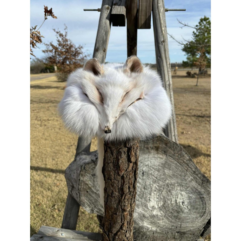 FHMM5 - Shadow Fox Daniel Boone