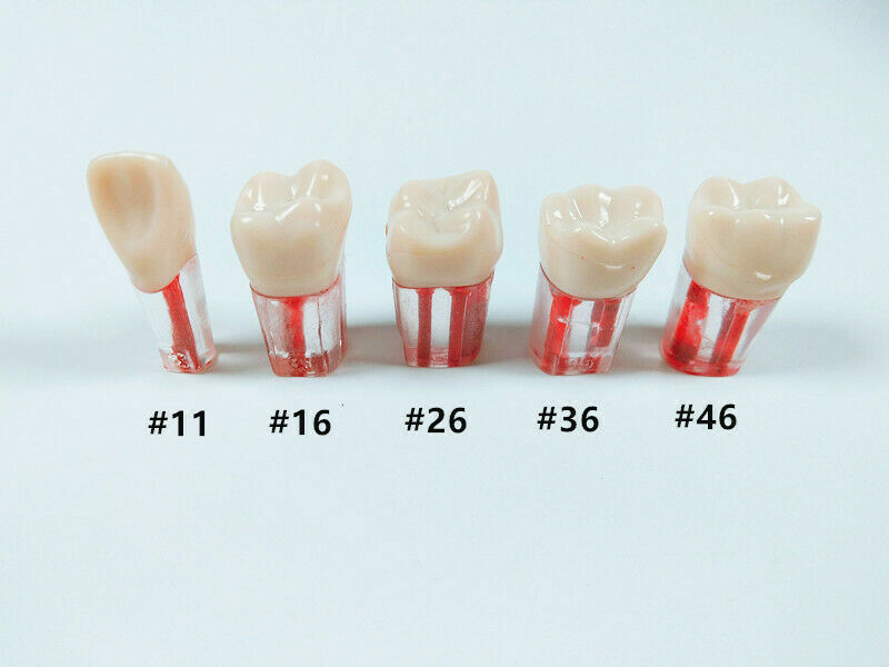 5pc Dental Root Canal Teeth Study Practice Model Endodontic Pulp Files Clear #11