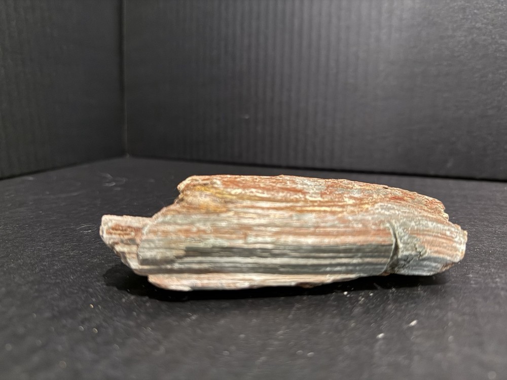 petrified wood