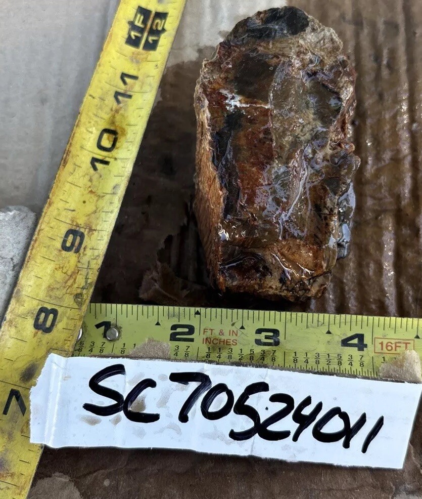 Silver Creek Junction petrified wood